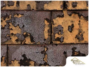 Dry Rot on Roofing, and How to Spot Its Telltale Signs